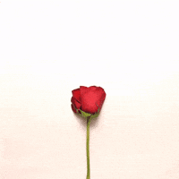 My Love Flower GIF by cintascotch