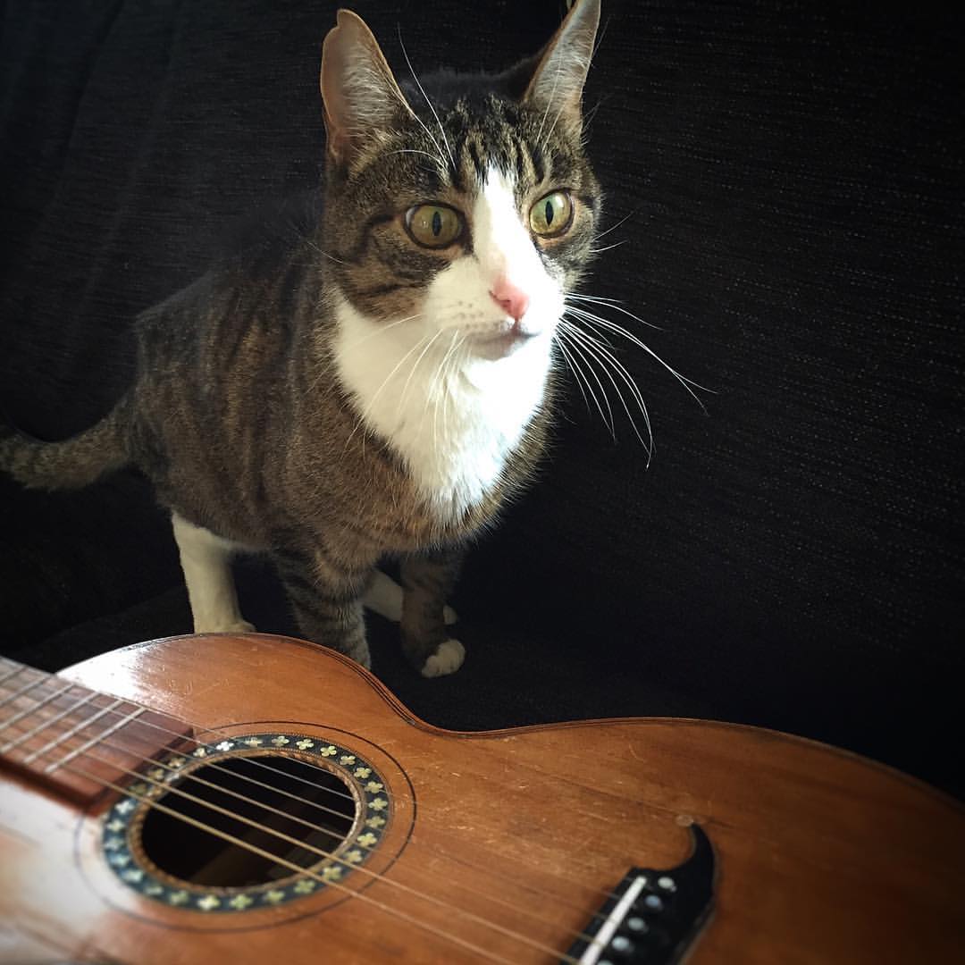Alfons the Musical Cat.jpg