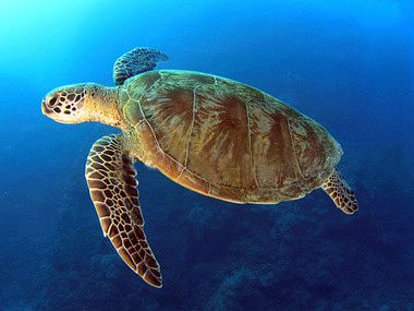 Turtle Spirit Animal