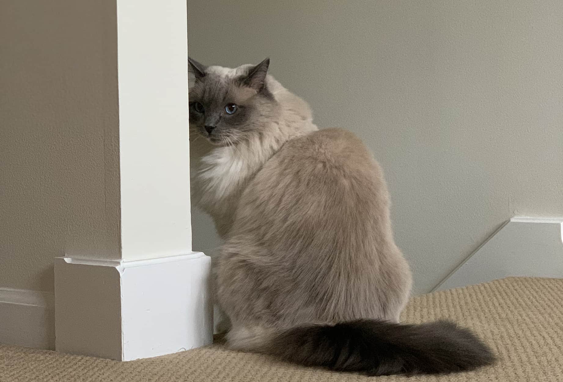 www.floppycats.com