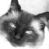 www.floppycats.com