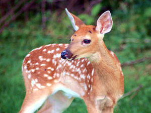 Deer Spirit Animal