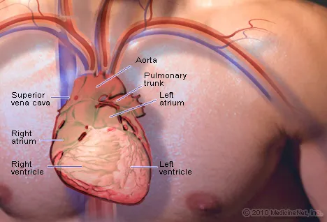 detail_heart3.jpg