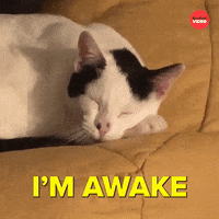 Good Morning Cats GIF by BuzzFeed